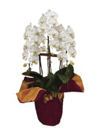 胡蝶蘭[ 3本立 ]